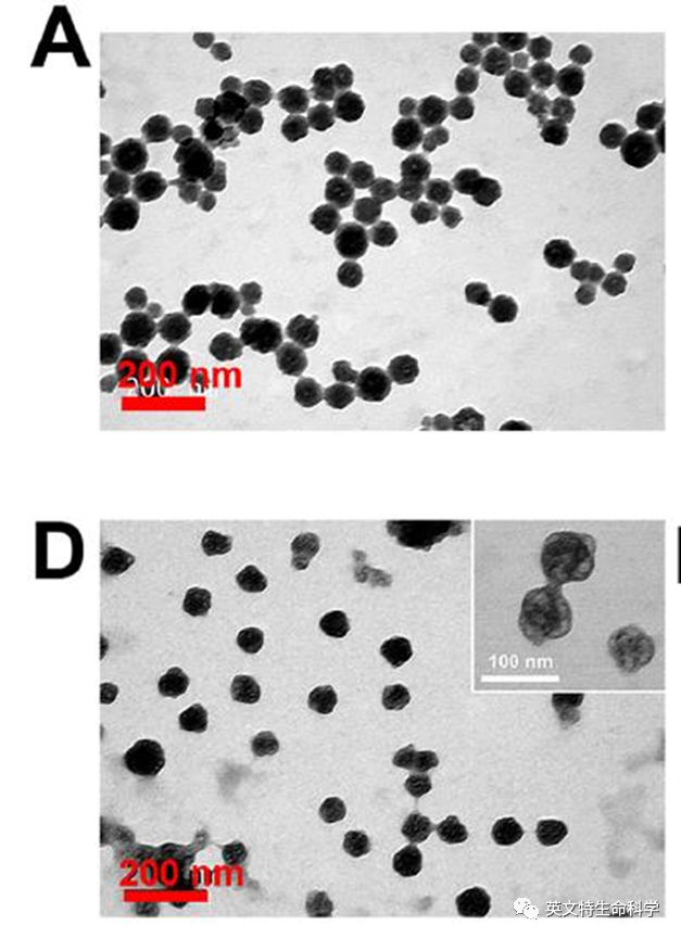 细胞膜仿生纳米材料 从细胞膜获取到纳米材料修饰